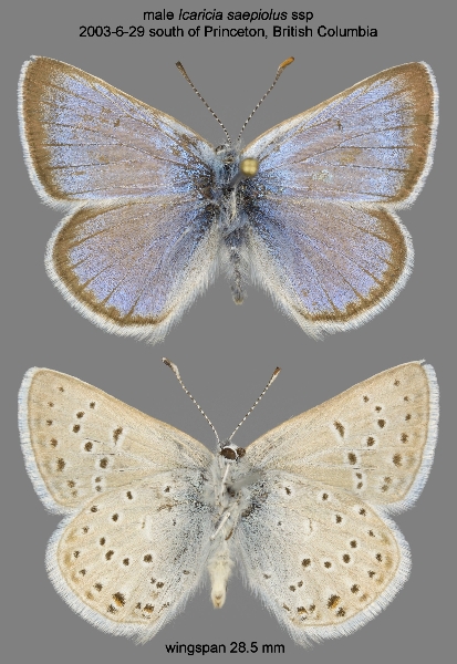 Photo of Plebejus saepiolus by Norbert Kondla